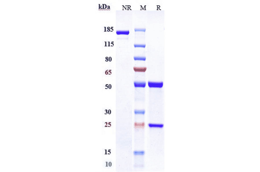 SDS-PAGE - Gemtuzumab-CLM Biosimilar - Anti-CD33 Antibody - Low endotoxin, Azide free (A323476) - Antibodies.com
