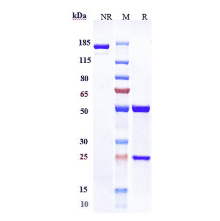 SDS-PAGE - Gemtuzumab-CLM Biosimilar - Anti-CD33 Antibody - Low endotoxin, Azide free (A323476) - Antibodies.com