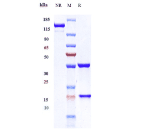 SDS-PAGE - Gevokizumab Biosimilar - Anti-IL-1 beta Antibody - Low endotoxin, Azide free (A323478) - Antibodies.com