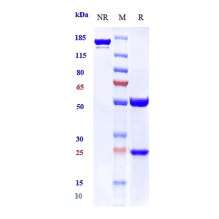 SDS-PAGE - Giloralimab Biosimilar - Anti-CD40 Antibody - Low endotoxin, Azide free (A323479) - Antibodies.com