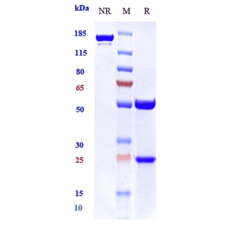 SDS-PAGE - Giloralimab Biosimilar - Anti-CD40 Antibody - Low endotoxin, Azide free (A323479) - Antibodies.com