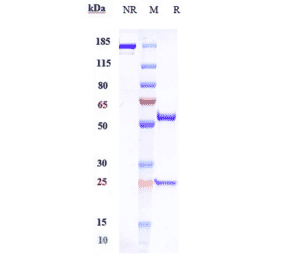 SDS-PAGE - Gimsilumab Biosimilar - Anti-GM-CSF Antibody - Low endotoxin, Azide free (A323480) - Antibodies.com