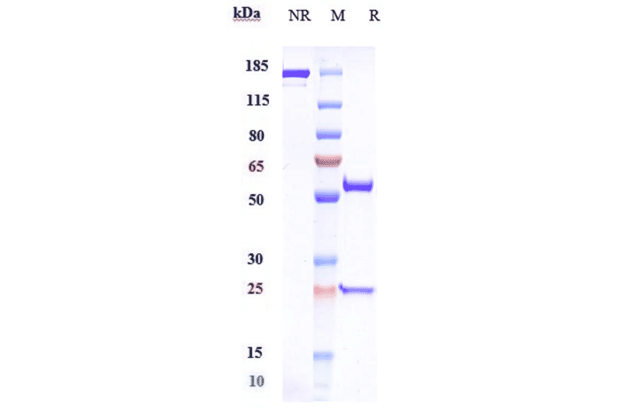 SDS-PAGE - Gimsilumab Biosimilar - Anti-GM-CSF Antibody - Low endotoxin, Azide free (A323480) - Antibodies.com