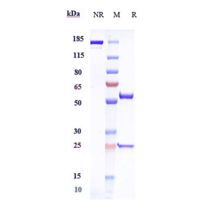 SDS-PAGE - Gimsilumab Biosimilar - Anti-GM-CSF Antibody - Low endotoxin, Azide free (A323480) - Antibodies.com