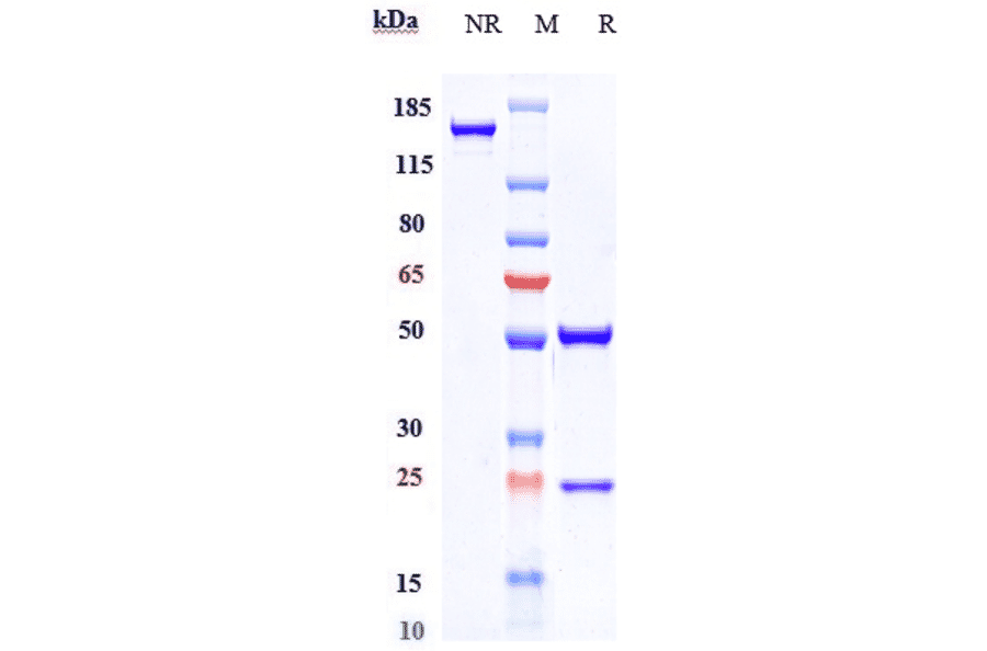 SDS-PAGE - Glembatumumab Biosimilar - Anti-GPNMB Antibody - Low endotoxin, Azide free (A323484) - Antibodies.com