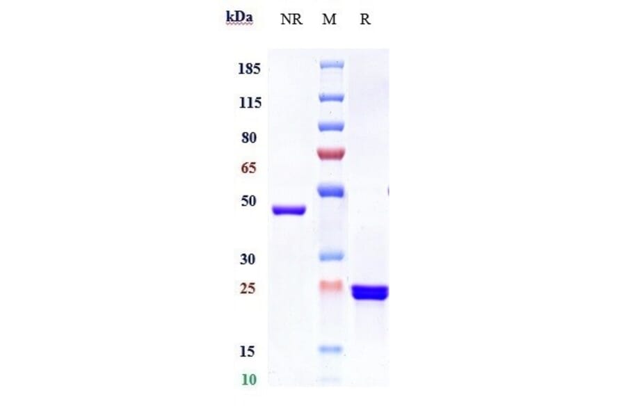 SDS-PAGE - Glenzocimab Biosimilar - Anti-GPVI Antibody - Low endotoxin, Azide free (A323485) - Antibodies.com