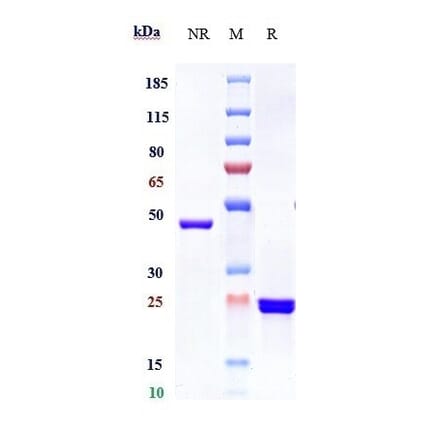 SDS-PAGE - Glenzocimab Biosimilar - Anti-GPVI Antibody - Low endotoxin, Azide free (A323485) - Antibodies.com