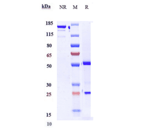 SDS-PAGE - Golimumab Biosimilar - Anti-TNF alpha Antibody - Low endotoxin, Azide free (A323486) - Antibodies.com