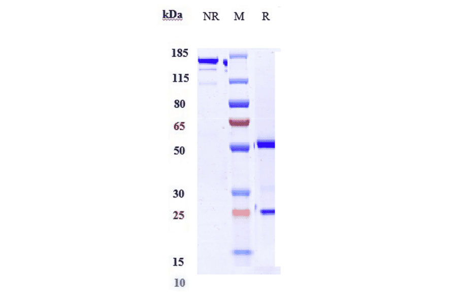 SDS-PAGE - Golimumab Biosimilar - Anti-TNF alpha Antibody - Low endotoxin, Azide free (A323486) - Antibodies.com