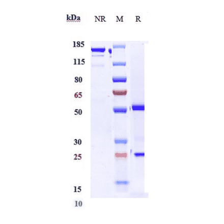 SDS-PAGE - Golimumab Biosimilar - Anti-TNF alpha Antibody - Low endotoxin, Azide free (A323486) - Antibodies.com