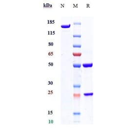 SDS-PAGE - Gosuranemab Biosimilar - Anti-Tau Antibody - Low endotoxin, Azide free (A323487) - Antibodies.com