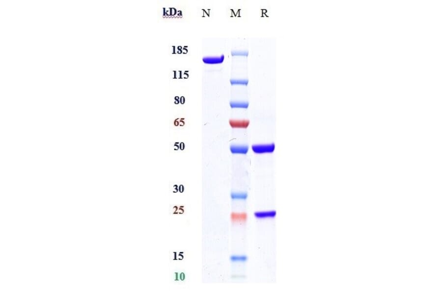 SDS-PAGE - Gosuranemab Biosimilar - Anti-Tau Antibody - Low endotoxin, Azide free (A323487) - Antibodies.com