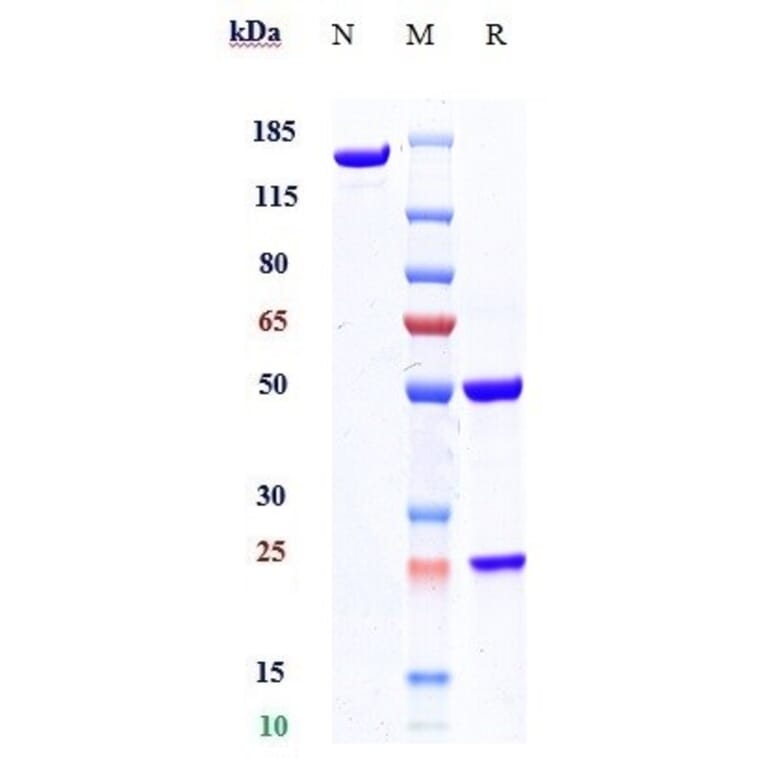 SDS-PAGE - Gosuranemab Biosimilar - Anti-Tau Antibody - Low endotoxin, Azide free (A323487) - Antibodies.com