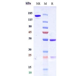 SDS-PAGE - Grisnilimab Biosimilar - Anti-CD7 Antibody - Low endotoxin, Azide free (A323488) - Antibodies.com