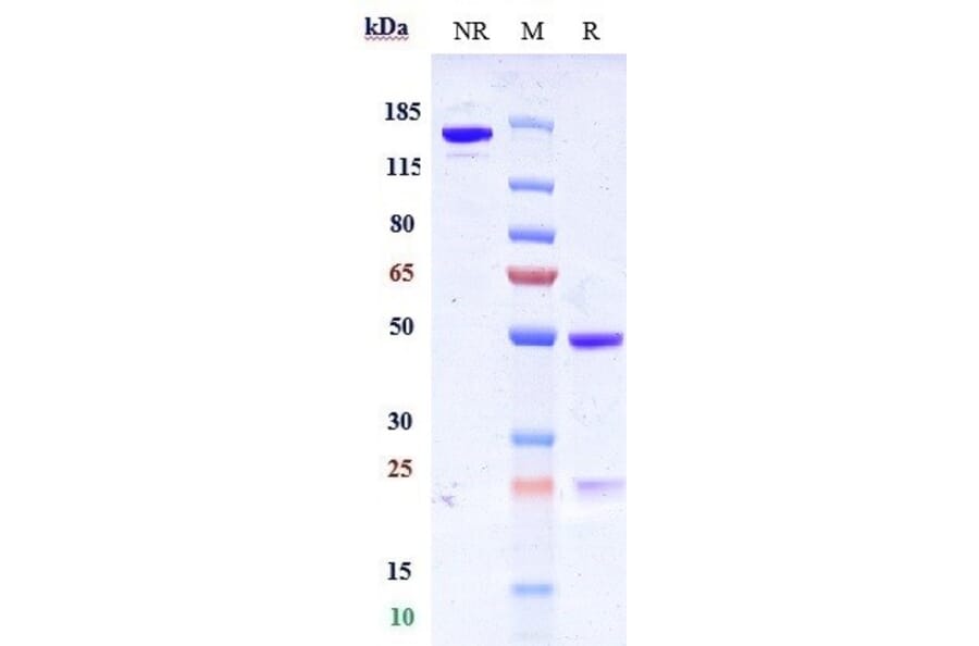 SDS-PAGE - Grisnilimab Biosimilar - Anti-CD7 Antibody - Low endotoxin, Azide free (A323488) - Antibodies.com