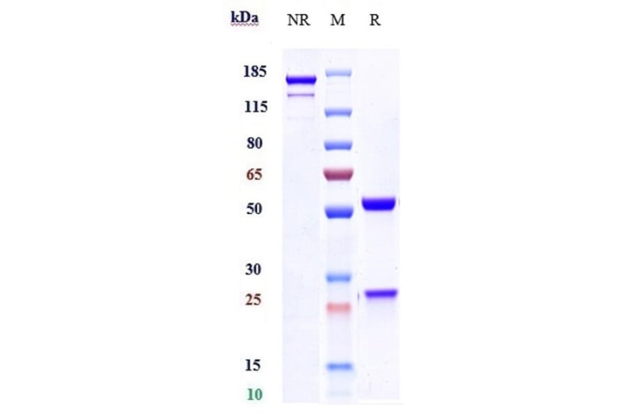 SDS-PAGE - Guselkumab Biosimilar - Anti-IL-23 Antibody - Low endotoxin, Azide free (A323489) - Antibodies.com