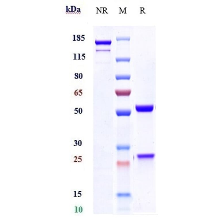 SDS-PAGE - Guselkumab Biosimilar - Anti-IL-23 Antibody - Low endotoxin, Azide free (A323489) - Antibodies.com