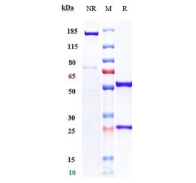 SDS-PAGE - Ibalizumab Biosimilar - Anti-CD4 Antibody - Low endotoxin, Azide free (A323492) - Antibodies.com