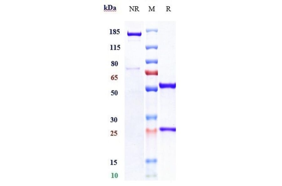 SDS-PAGE - Ibalizumab Biosimilar - Anti-CD4 Antibody - Low endotoxin, Azide free (A323492) - Antibodies.com