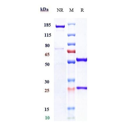 SDS-PAGE - Ibalizumab Biosimilar - Anti-CD4 Antibody - Low endotoxin, Azide free (A323492) - Antibodies.com