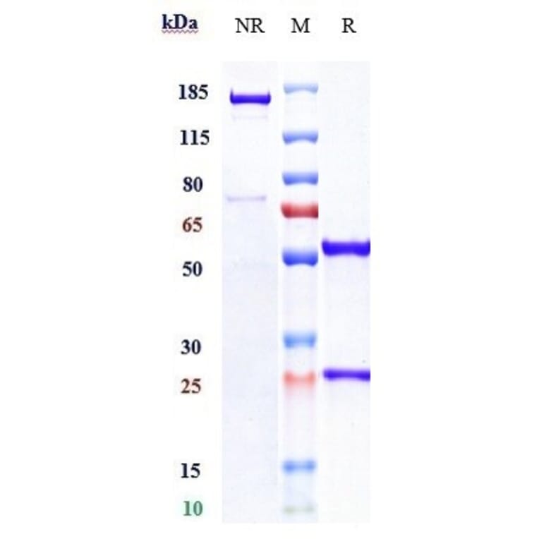 SDS-PAGE - Ibalizumab Biosimilar - Anti-CD4 Antibody - Low endotoxin, Azide free (A323492) - Antibodies.com