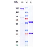 SDS-PAGE - Ibalizumab Biosimilar - Anti-CD4 Antibody - Low endotoxin, Azide free (A323492) - Antibodies.com