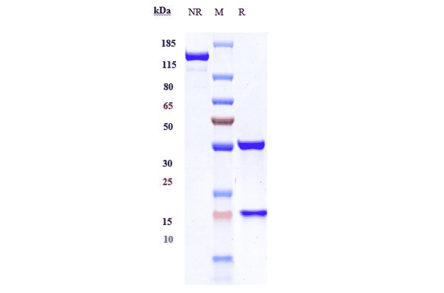 SDS-PAGE - Ibritumomab Biosimilar - Anti-CD20 Antibody - Low endotoxin, Azide free (A323493) - Antibodies.com