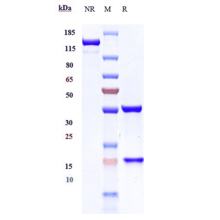 SDS-PAGE - Ibritumomab Biosimilar - Anti-CD20 Antibody - Low endotoxin, Azide free (A323493) - Antibodies.com