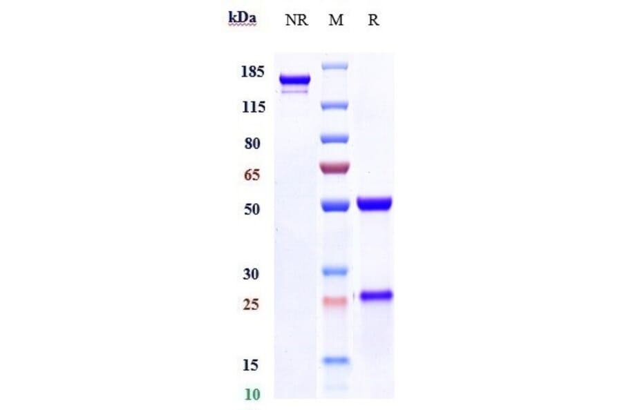 SDS-PAGE - Idactamab Biosimilar - Anti-SLC1A5/ASCT2 Antibody - Low endotoxin, Azide free (A323496) - Antibodies.com