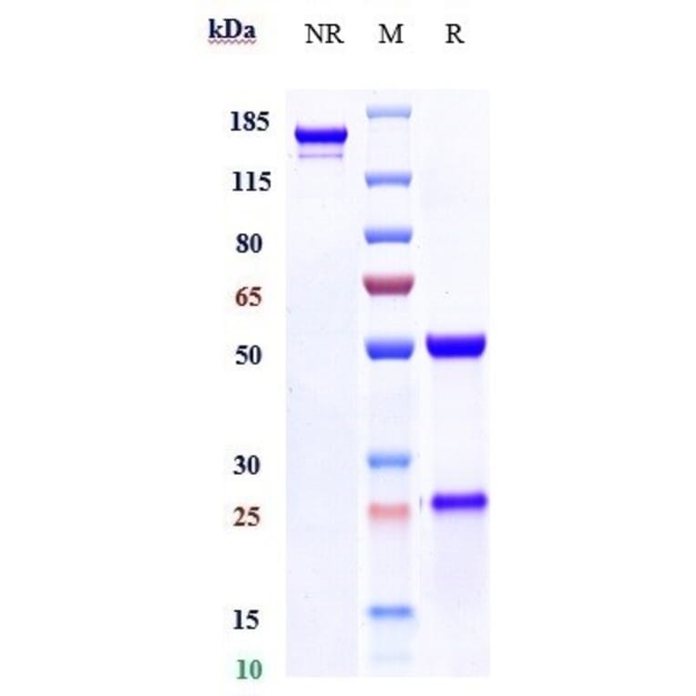 SDS-PAGE - Idactamab Biosimilar - Anti-SLC1A5/ASCT2 Antibody - Low endotoxin, Azide free (A323496) - Antibodies.com