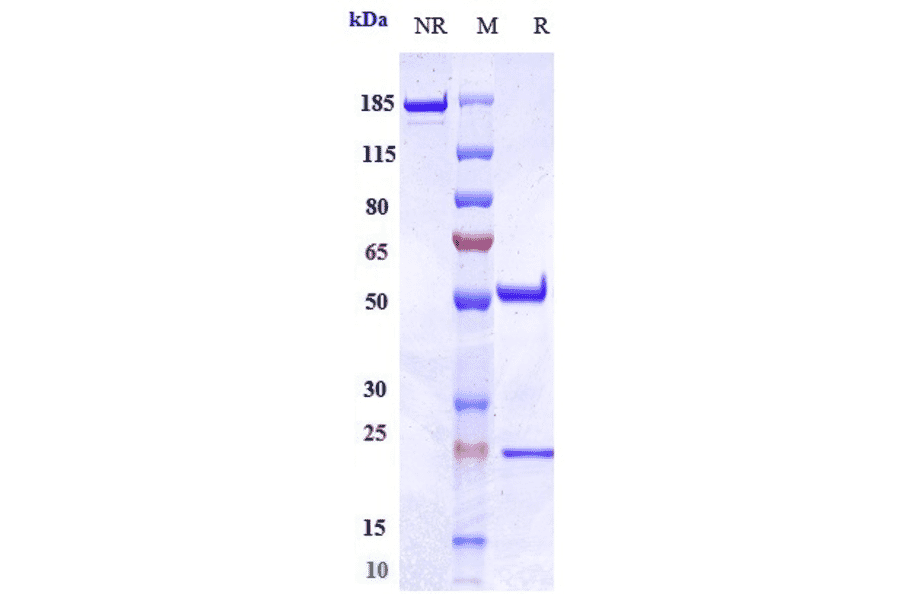 SDS-PAGE - Ieramilimab Biosimilar - Anti-LAG-3 Antibody - Low endotoxin, Azide free (A323497) - Antibodies.com