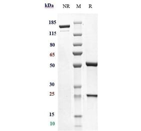SDS-PAGE - Iladatuzumab Biosimilar - Anti-CD79b Antibody - Low endotoxin, Azide free (A323500) - Antibodies.com