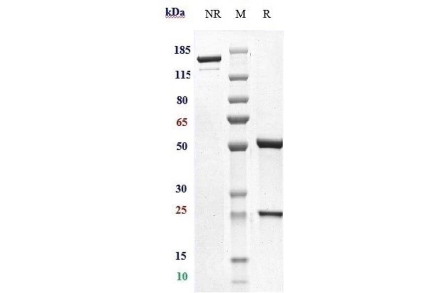 SDS-PAGE - Iladatuzumab Biosimilar - Anti-CD79b Antibody - Low endotoxin, Azide free (A323500) - Antibodies.com