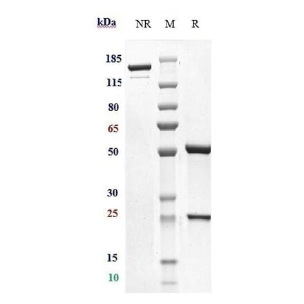 SDS-PAGE - Iladatuzumab Biosimilar - Anti-CD79b Antibody - Low endotoxin, Azide free (A323500) - Antibodies.com