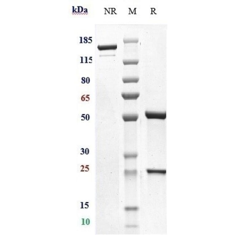 SDS-PAGE - Iladatuzumab Biosimilar - Anti-CD79b Antibody - Low endotoxin, Azide free (A323500) - Antibodies.com