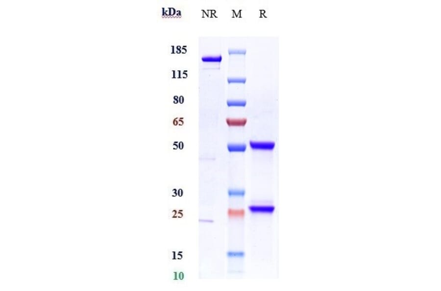 SDS-PAGE - Imalumab Biosimilar - Anti-MIF Antibody - Low endotoxin, Azide free (A323501) - Antibodies.com