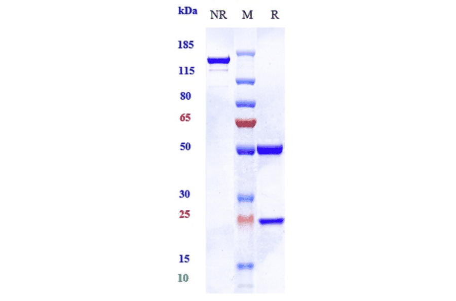 SDS-PAGE - Imaprelimab Biosimilar - Anti-CD146 Antibody - Low endotoxin, Azide free (A323502) - Antibodies.com