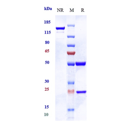 SDS-PAGE - Imaprelimab Biosimilar - Anti-CD146 Antibody - Low endotoxin, Azide free (A323502) - Antibodies.com