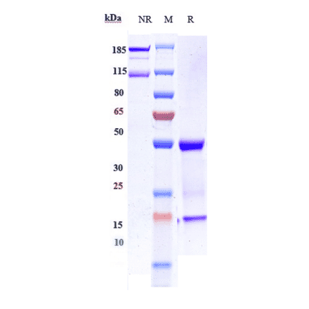 SDS-PAGE - Imgatuzumab Biosimilar - Anti-EGFR Antibody - Low endotoxin, Azide free (A323503) - Antibodies.com