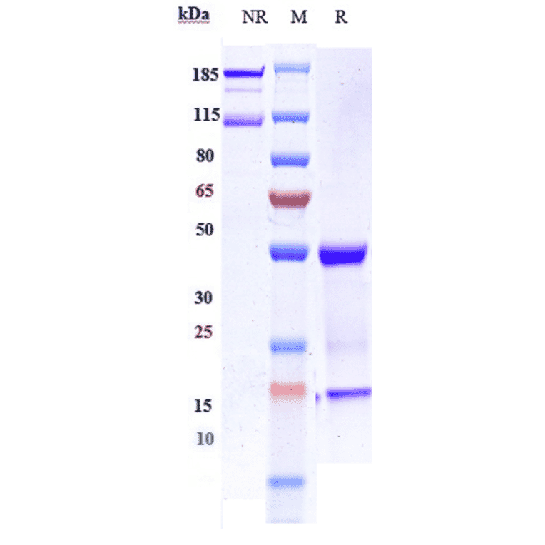 SDS-PAGE - Imgatuzumab Biosimilar - Anti-EGFR Antibody - Low endotoxin, Azide free (A323503) - Antibodies.com