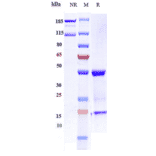 SDS-PAGE - Imgatuzumab Biosimilar - Anti-EGFR Antibody - Low endotoxin, Azide free (A323503) - Antibodies.com