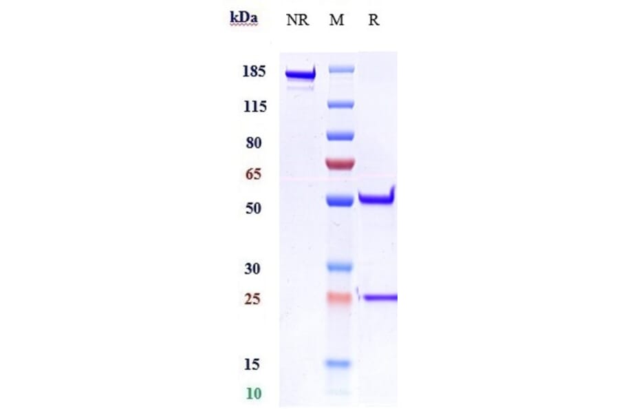 SDS-PAGE - Imsidolimab Biosimilar - Anti-IL-36R Antibody - Low endotoxin, Azide free (A323504) - Antibodies.com