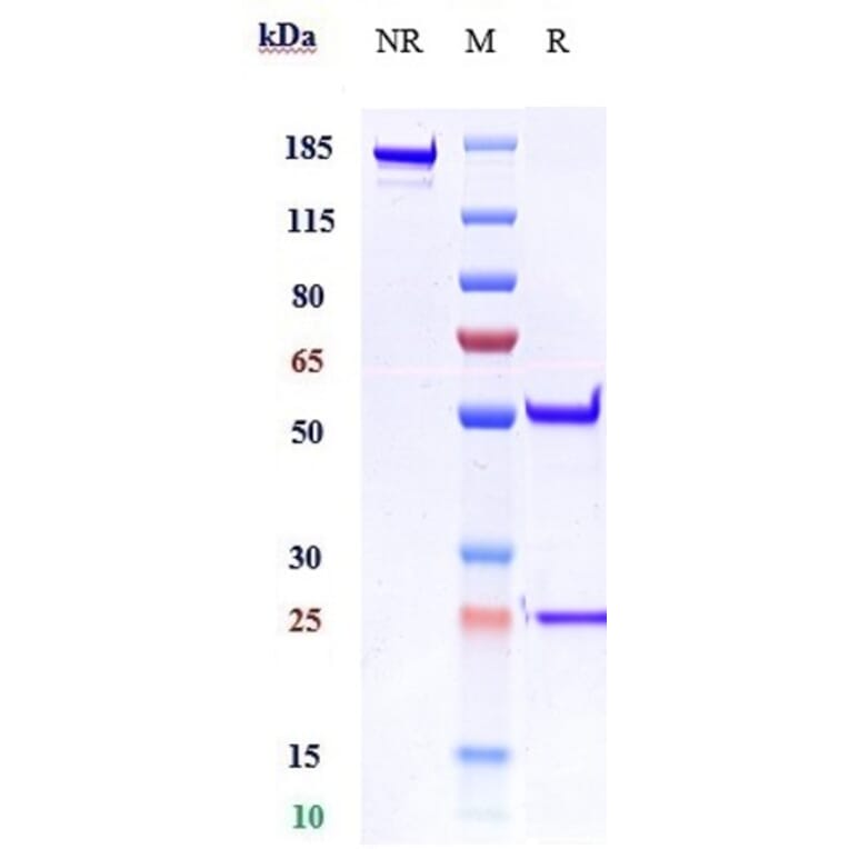 SDS-PAGE - Imsidolimab Biosimilar - Anti-IL-36R Antibody - Low endotoxin, Azide free (A323504) - Antibodies.com