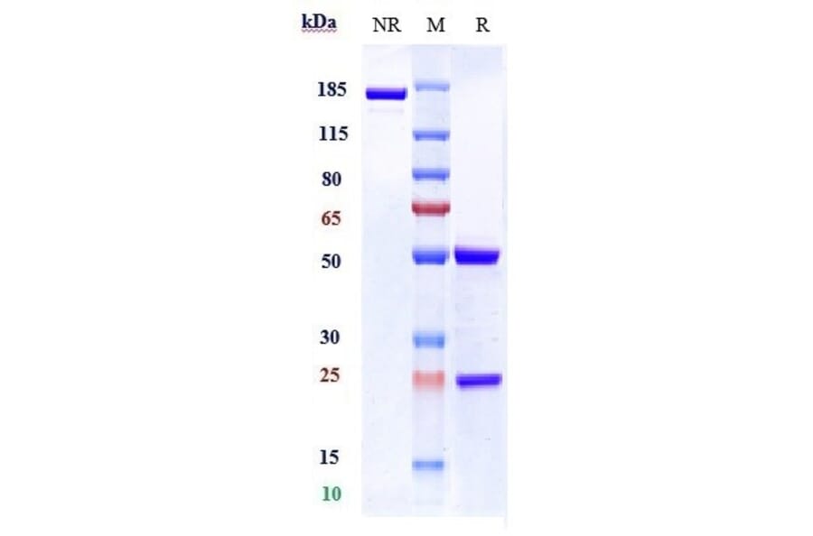 SDS-PAGE - Inclacumab Biosimilar - Anti-CD62P Antibody - Low endotoxin, Azide free (A323505) - Antibodies.com