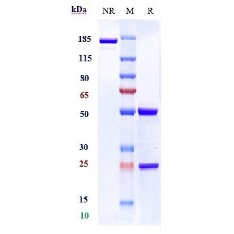 SDS-PAGE - Inclacumab Biosimilar - Anti-CD62P Antibody - Low endotoxin, Azide free (A323505) - Antibodies.com