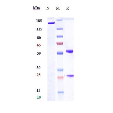 SDS-PAGE - Indatuximab Biosimilar - Anti-Syndecan-1 Antibody - Low endotoxin, Azide free (A323506) - Antibodies.com