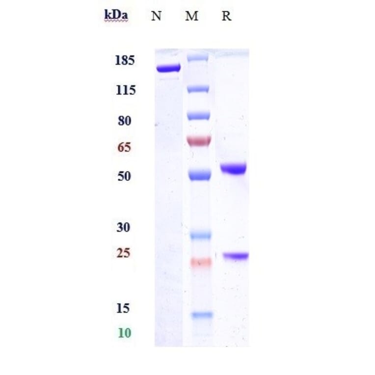 SDS-PAGE - Indatuximab Biosimilar - Anti-Syndecan-1 Antibody - Low endotoxin, Azide free (A323506) - Antibodies.com