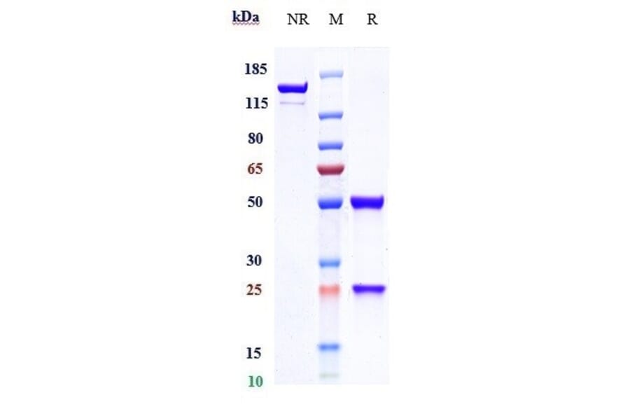 SDS-PAGE - Indusatumab Biosimilar - Anti-GC-C Antibody - Low endotoxin, Azide free (A323508) - Antibodies.com