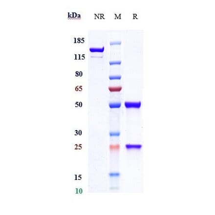 SDS-PAGE - Indusatumab Biosimilar - Anti-GC-C Antibody - Low endotoxin, Azide free (A323508) - Antibodies.com