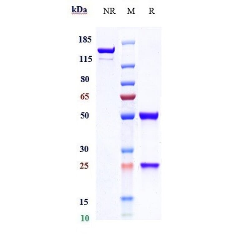 SDS-PAGE - Indusatumab Biosimilar - Anti-GC-C Antibody - Low endotoxin, Azide free (A323508) - Antibodies.com